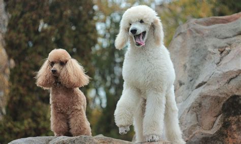 Poodle Breed Characteristics Care And Photos Bechewy