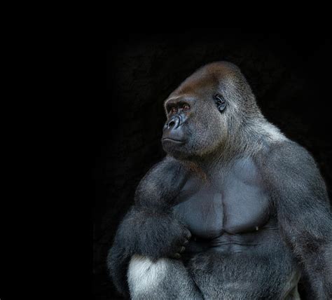Silverback Gorilla Portrait In Profile Photograph By Haydn Bartlett