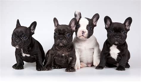 Cuatro Cachorros De Bulldog Francés Perros Fondo Amigos Fondo De