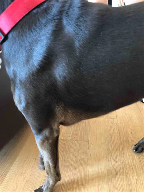 I Just Noticed This “lump” On My Dogs Chest It Isnt Hard It Seems To