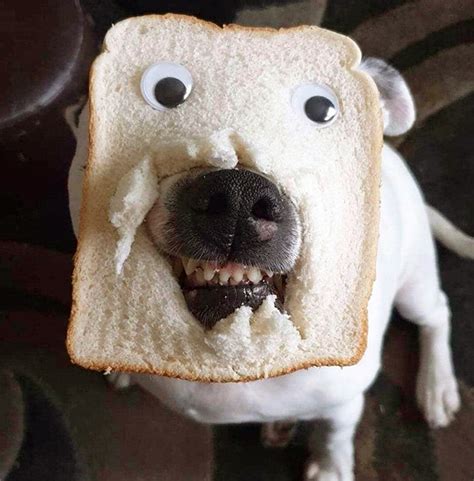 If these 19 dogs wearing bread masks don't put a smile on your face