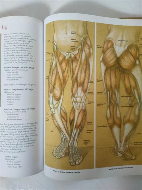 Classic Human Anatomy The Artists Guide To Form Function And