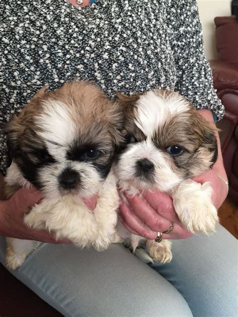 Shih Tzu Puppies For Sale Rochester Ny 187768