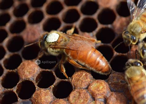 Italian Queen Bees Naturally Mated Apiexpert