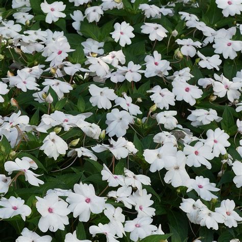 Solarscape White Shimmer Interspecific Impatiens Seeds Park Seed