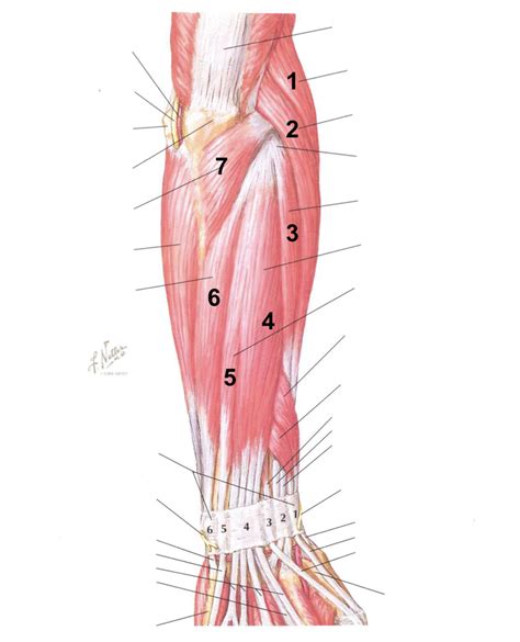 Arm Forearm Muscles Posterior View Diagram Quizlet Vrogue Co
