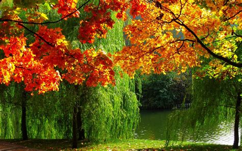 Forest Nature Autumn Leaves River Ultra High Definition Landscape Wallpapers Hd