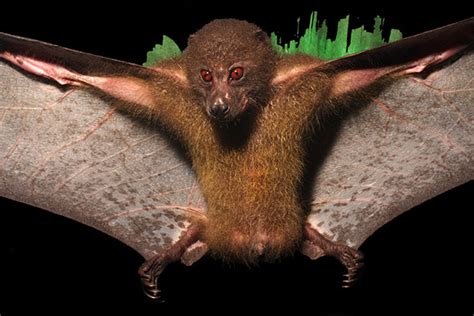 The Worlds Largest Bat Is The Giant Golden Crowned Flying Fox Way Daily