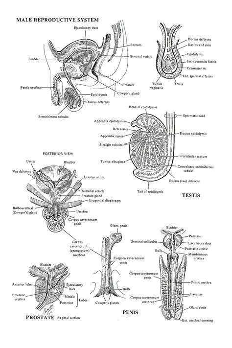 Male human anatomy vector diagram. Male Reproductive System Diagram Without Labels | World of Reference