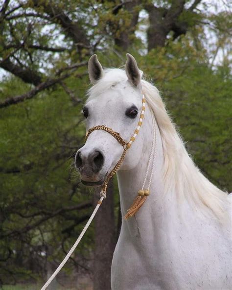 Très beau cheval blanc | Beautiful horses, Horses, White ...