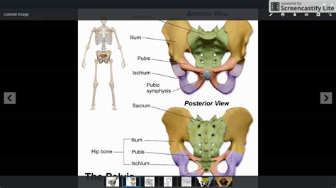 Pelvis 111 Anatomy Pubic Bone Youtube