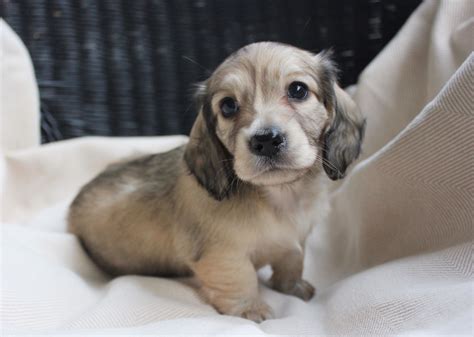 One litter can sometimes produce many different features in pups to the point. English cream dachshund puppy 6 weeks
