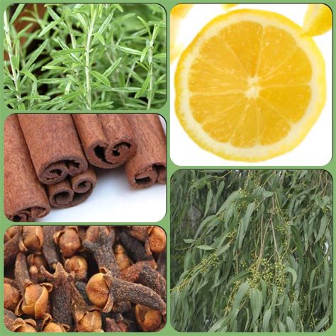 All 5 Of These Ingredients Can Be Found At The Core Of The Verefina