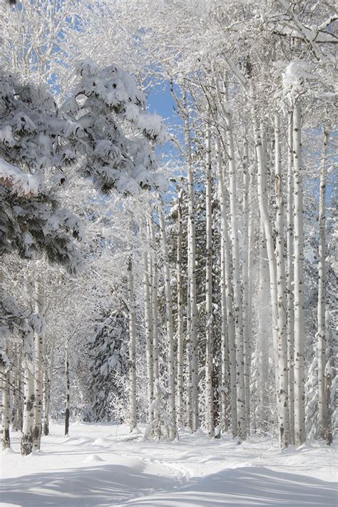 Photographing Oregon Snow Covered Aspens In The Winter At Black Butte