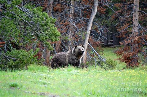 Grizzly Bear In Grand Teton National Park Photograph By Shawn Obrien
