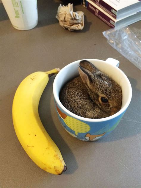 35 Of The Cutest Bunny Rabbits Are Cuteness Overload