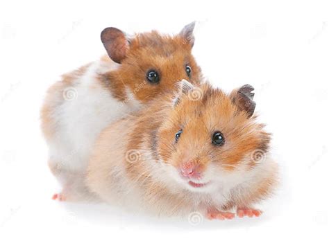 Two Hamster Stock Photo Image Of Shot Rodent Domestic 34111332