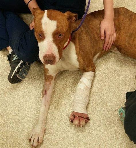 Injured Pit Bull Had Likely Been Caught In Trap For Weeks Veterinarian
