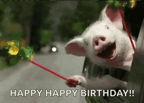 Happy Birthday Animal Pig Car Excited 