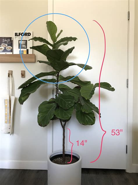 How To Growprune A Fiddle Leaf Fig Tree Gardening