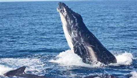 To Woo A Mate Male Whales Rather Fight Than Sing Science