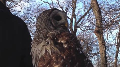 How Owls Rotate Their Heads 270 Degrees Video Youtube
