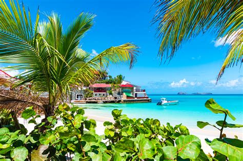 Palm Trees On Tropical Beach St Barths Caribbean Island Stock Photo