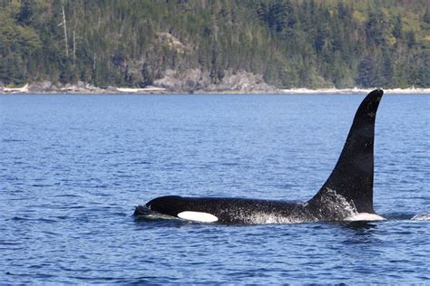 Killer Whale Orcinus Orca At Surfacejohnstone Strait Framed Photos