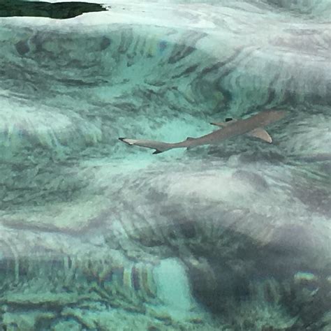 Rare Black Tipped Reef Shark At Maya Bay Phi Phi Islands Thailand Aka
