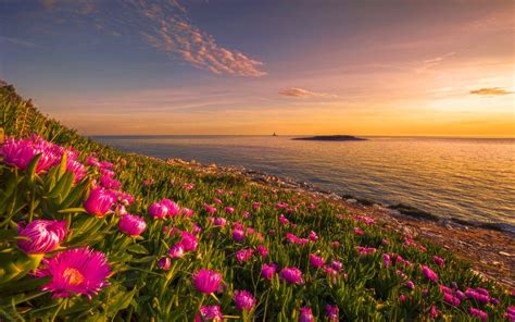 Flowers On The Sunset Wallpapers Wallpaper Cave