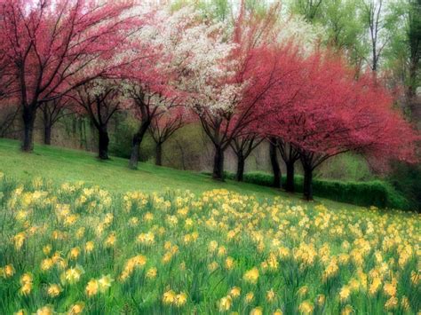 Spring Meadow Wallpapers - Wallpaper Cave