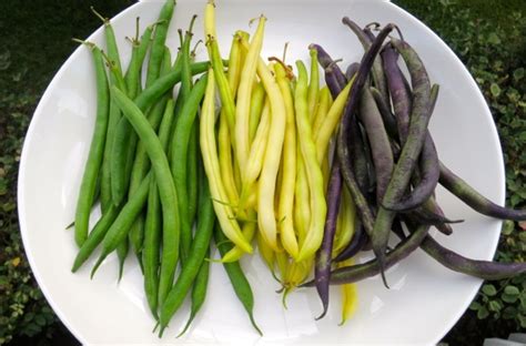 Check out beanilla's latest collection of products on sale. Green & Yellow Bean Salad with Fresh Corn, Tomatoes & Herb ...