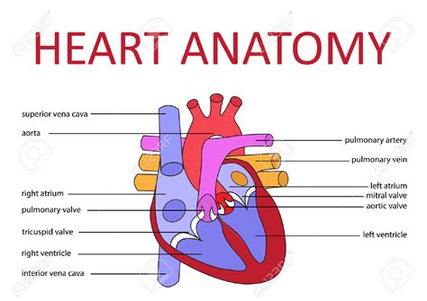 12 Heart Diagram And Labels Robhosking Diagram