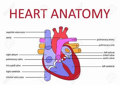 Heart Diagram Rate Human Diagrams Makes