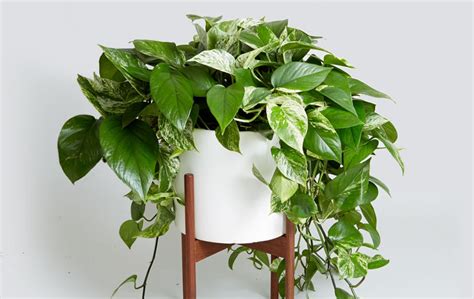 Quando le metrature sono ridotte, le piante da balcone pendenti sono la soluzione perfetta per creare angoli fioriti e rigogliosi. Piante Da Interno Pendenti - 12 Piante Perfette Per La ...