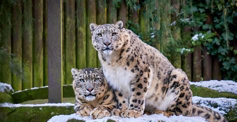 A Guide To Snow Leopards Everything You Need To Know Paradise