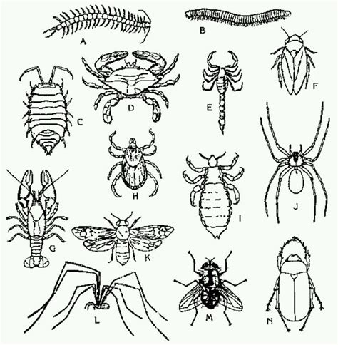 We have more ladybug coloring pages. Insect coloring page | Bugs drawing, Insect coloring pages, Coloring pages