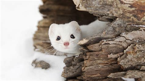 Weasel Snow Landscape Wildlife Animals Hd Wallpapers