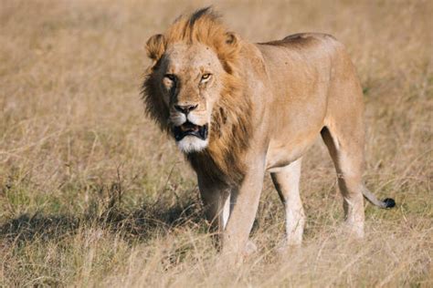 Male Lion Prowling Through The African Savanna Stock Photos Pictures