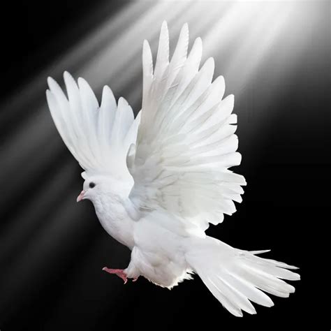 A Free Flying White Dove Isolated On A Black Stock Photo By ©irochka