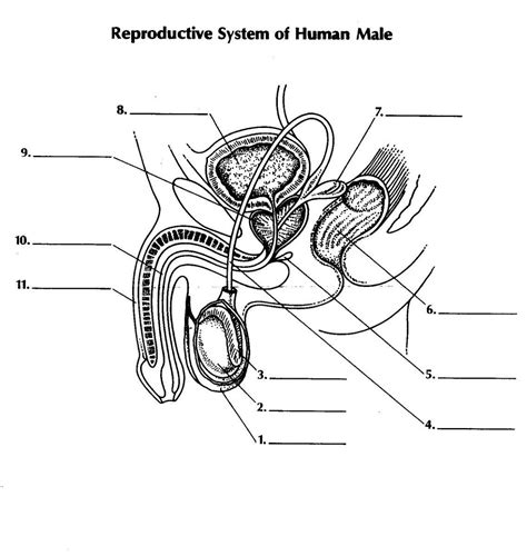 Your personal information remains confidential and is. Diagram of the Male Reproductive System
