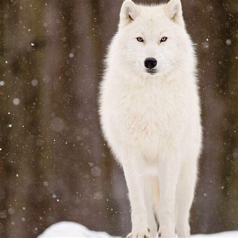 Arctic Wolf ️ ️ Cute Piopol1 Flickr