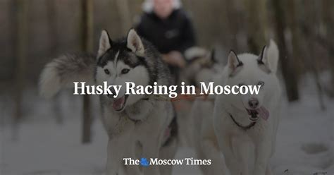 Husky Racing In Moscow
