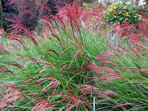 An A Z List Of Ornamental Grasses That Grow Well In The Shade