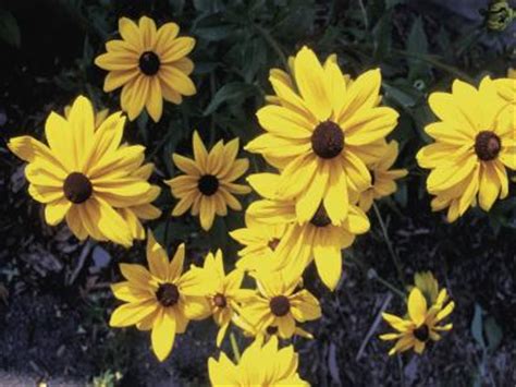 Flowers that bloom every year without replanting. Do Annuals or Perennials Come Back Every Year? | Home ...