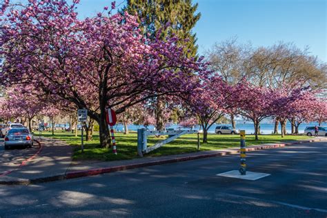 9 Best Places To Find Cherry Blossoms In Seattle • Small Town Washington