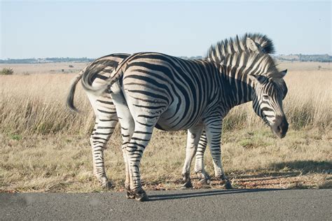 Two Zebras Next To The Road Free Stock Photo Public Domain Pictures