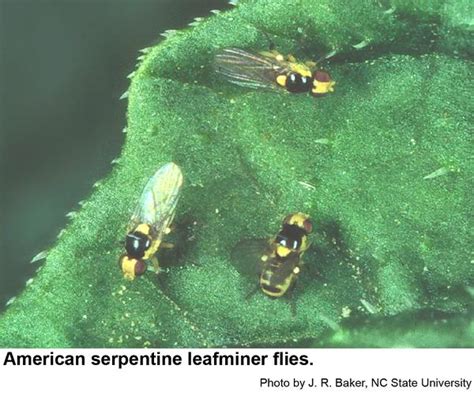 American Serpentine Leafminer Nc State Extension Publications