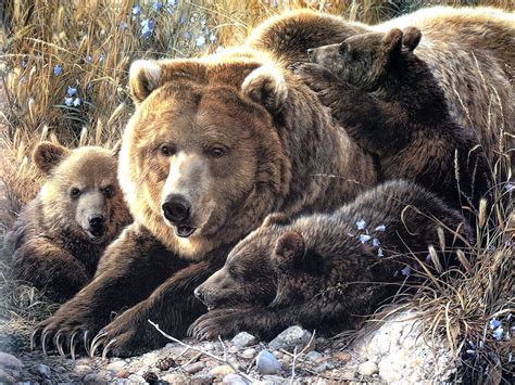 Animals Of The World Brown Bear