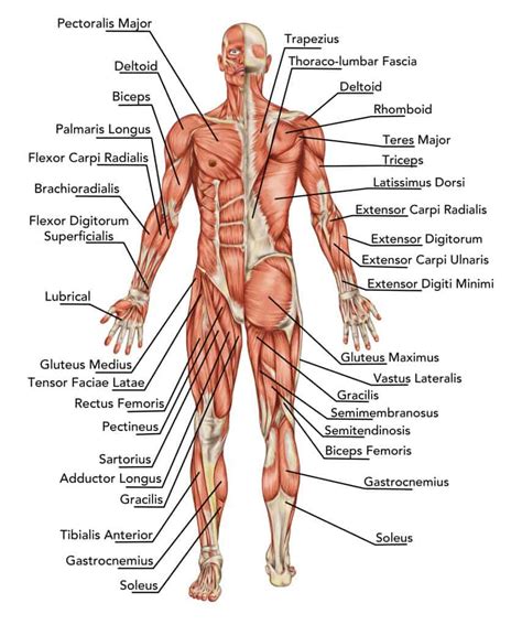 Upper Body Muscles For Exercise Free Guide Empower Yourwellness